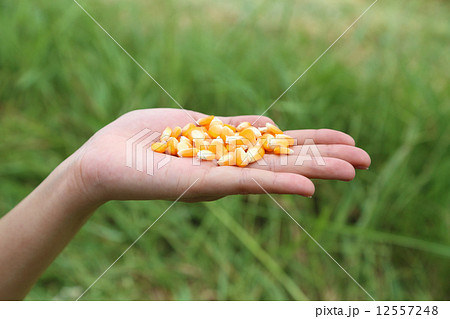 fresh raw corn in hand fresh raw corn in hand 12557248