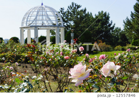 丘の広場　バラ 12557846