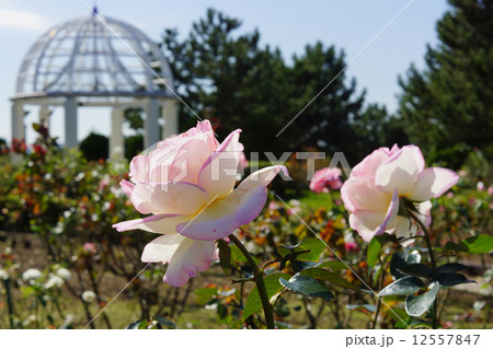 丘の広場　バラ 12557847