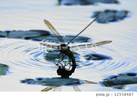 トンボ 12558487