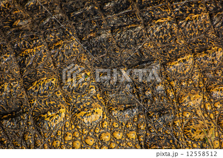 Crocodile skin texture. Shot in Thailand Crocodile skin texture. Shot in Thailand 12558512