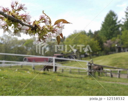 桜と牧場 12558532