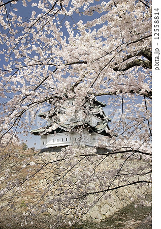 Cherry blossoms, Hirosaki park, Japan 12558814