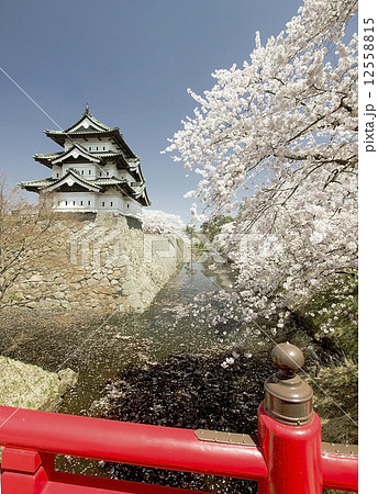Cherry blossoms, Hirosaki park, Japan 12558815