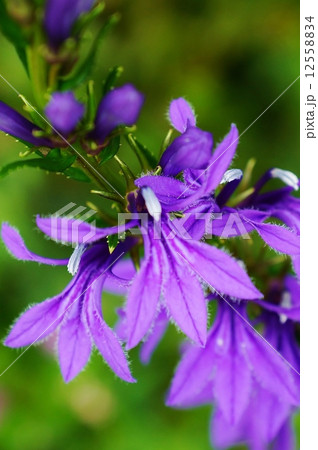 夏の野の花 サワギキョウの青紫の花 縦位置アップの写真素材