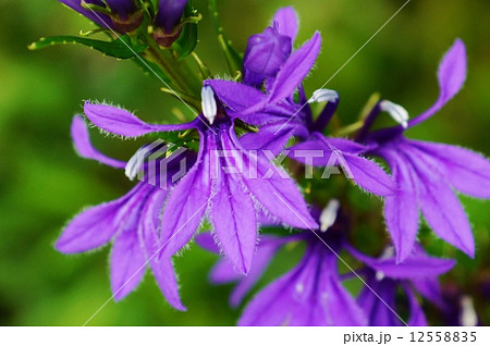 夏の野の花 サワギキョウの青紫の花 横位置アップの写真素材