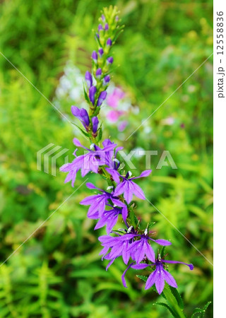 夏の野の花 サワギキョウの青紫の花 縦位置の写真素材