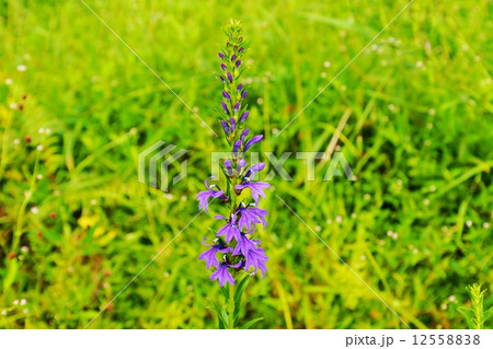 夏の野の花 サワギキョウの青紫の花 横位置の写真素材 1255