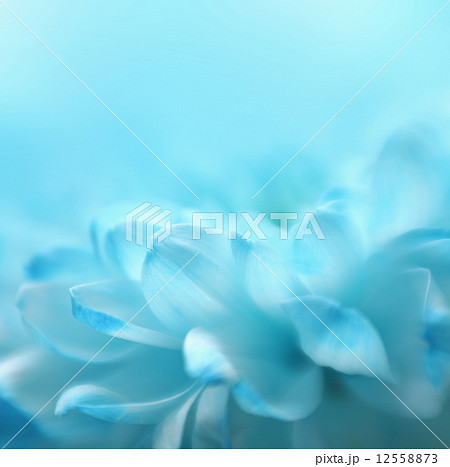 Soft focus flower background with copy space. Made with lens-bab 12558873