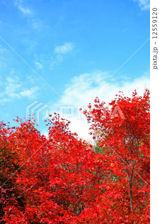 山のもみじ 12559120