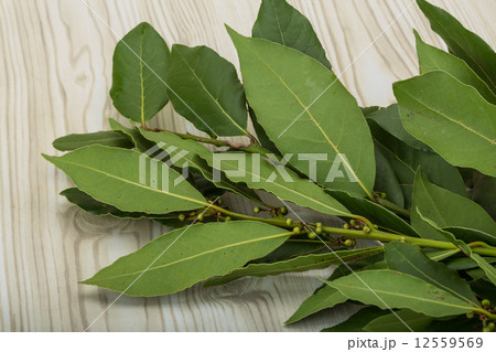 Laurel leaves 12559569