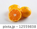 みかん（白背景） 12559838