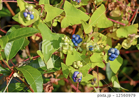 イシミカワの実 12560979