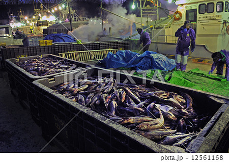 水揚げ 12561168