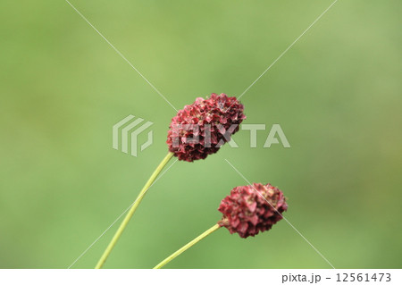 自然 植物 ワレモコウ、漢字で書くと『吾亦紅』。名前の由来は諸説あるようですがバラ科の花には見えません 自然 植物 ワレモコウ、漢字で書くと『吾亦紅』。名前の由来は諸説あるようですがバラ科の花には見えません 12561473