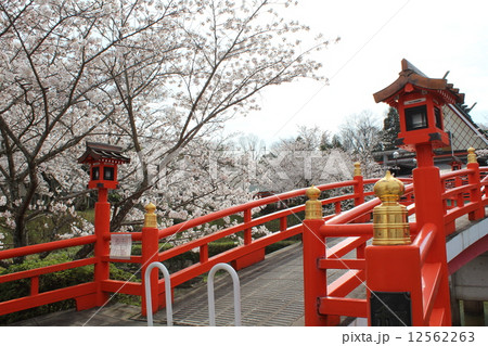 御嶽山大和本宮と桜 御嶽山大和本宮と桜 12562263