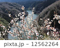 月ヶ瀬村一目八景の梅 12562264