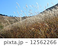 曽爾高原のススキ 12562266