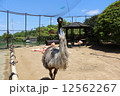 エミュー 12562267