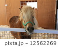 ウマのアップ 12562269
