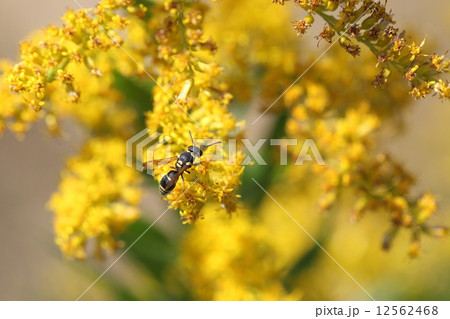 生き物 昆虫 ミカドドロバチ、一㎝前後の小さなハチですがメイガの幼虫を狩りして子供の餌にします。つまり、農家と園芸家の味方です② 生き物 昆虫 ミカドドロバチ、一㎝前後の小さなハチですがメイガの幼虫を狩りして子供の餌にします。つまり、農家と園芸家の味方です② 12562468