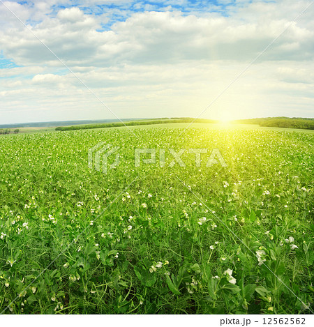 Beautiful sunrise over field pea Beautiful sunrise over field pea 12562562