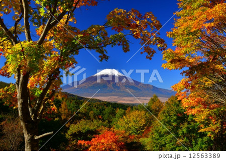 忍野村から紅葉と富士山 12563389