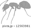 あり図解用イラスト　クロオオアリ 12563981