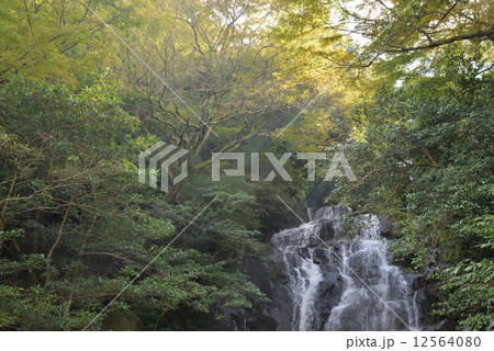 白糸の滝と緑 12564080