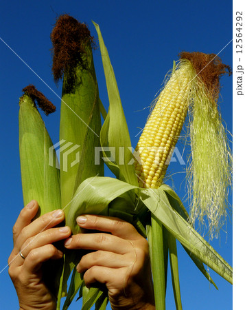 three corn cobs 12564292