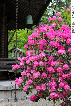 長谷寺　シャクナゲと六角堂 12564740