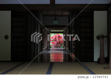 長谷寺　本坊のモミジ 12564741