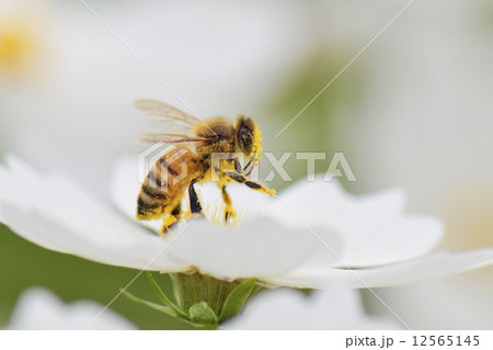 ミツバチ 12565145