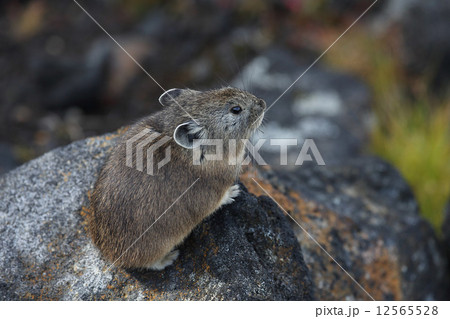 ナキウサギ　アップ 12565528