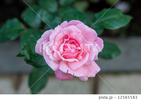 四季咲きの花 バラ クイーンエリザベス の写真素材