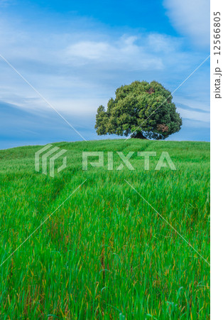 tree in the green field 12566805