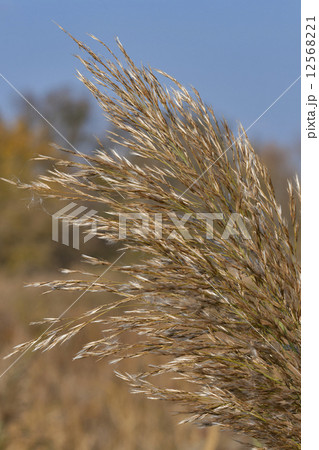 autumn bulrush autumn bulrush 12568221