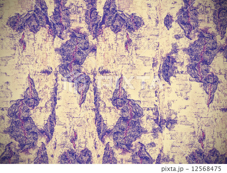 Vinatge style nature background made of birch bark. Vinatge style nature background made of birch bark. 12568475