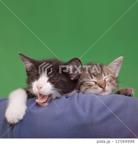 Dreamy Cats 12569998