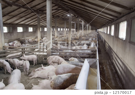 Pig Farm 12570017