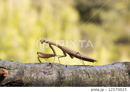 Brown mantis 12570025