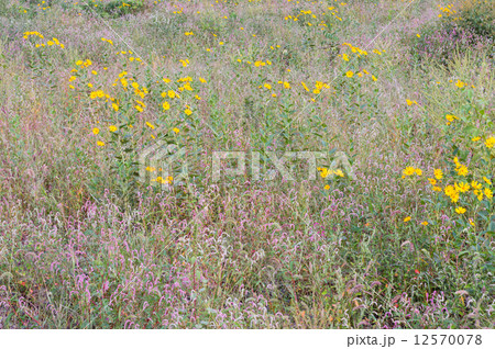 野の花 12570078