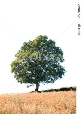 Oak Tree Cutout 12570082