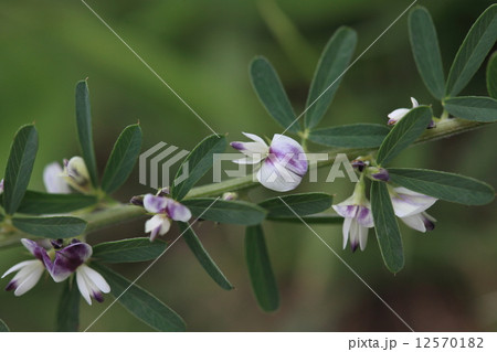 自然　植物　ハイメドハギ、公園の芝生に突然花が咲きました。近づいて見るとハイメドハギの開花でした① 12570182
