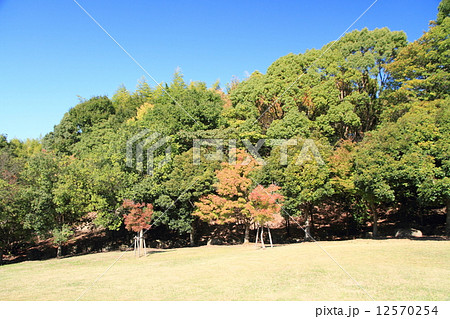 秋の公園 12570254