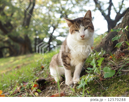 木の株元で座る猫の写真素材 [12570288] - PIXTA