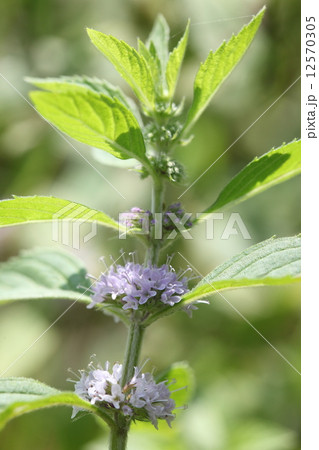 自然 植物 ニホンハッカ、淡い藤色の小さな花が葉のわきについて、下から順に咲いてゆきます 自然 植物 ニホンハッカ、淡い藤色の小さな花が葉のわきについて、下から順に咲いてゆきます 12570305