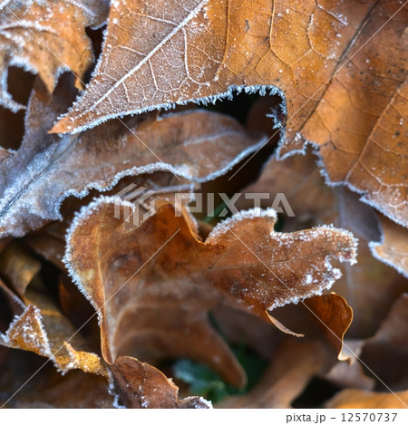 Fallen leaves Fallen leaves 12570737