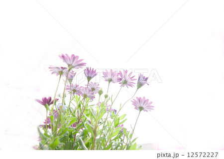 ハイキ―な花 ハイキ―な花 12572227