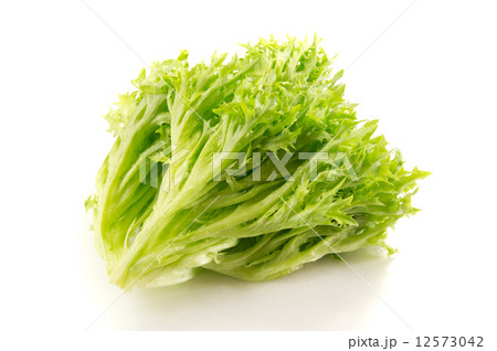 レタス 12573042